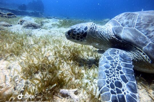 Private Morning Half-Day Snorkeling Trip