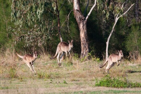 Kangaroos, mangroves and the ocean