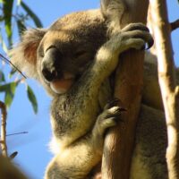 Tours & Sightseeing