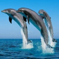 Boat Tours