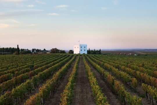 Private Tour to Discover Alentejo Wines