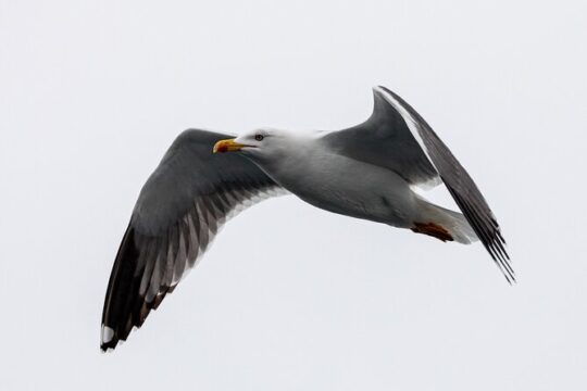 Azores Marine Birdwatching Expedition