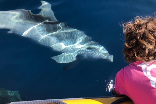 3 and a half hours Snorkeling and Dolphin Watching in Figarolo