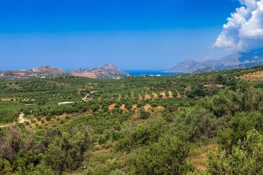 Wine, Beer, Olive Oil Tasting Private Tour (price per group of 6)
