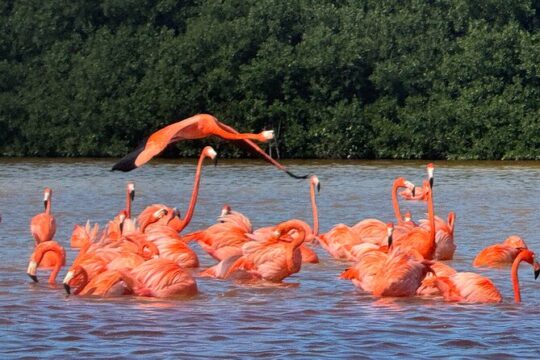 Celestún Pink Flamingos and Beach Tour from Mérida