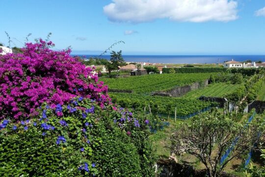Private Wine Tour and Sete Cidades Lakes