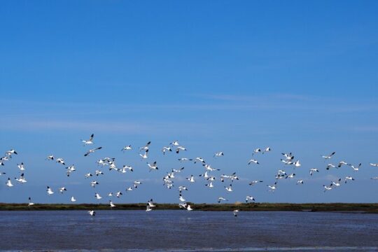 Private Tour 6 hours by Boat on the Tagus