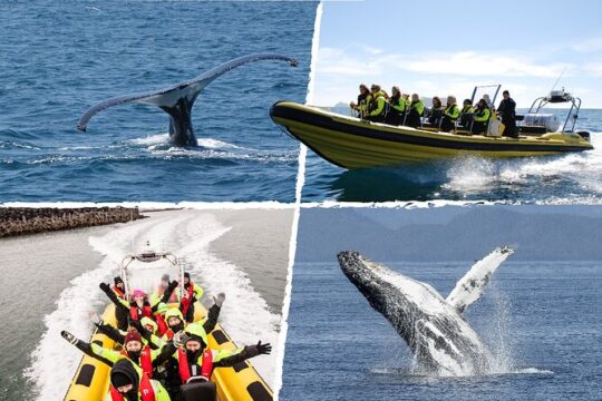 Whale Watching by RIB Speedboat from Downtown Reykjavik