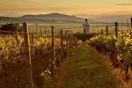Private Tour to Czech Wine Regions - Lednice and Valtice