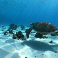 Glass Bottom Boat Tours