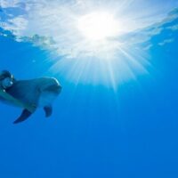 Scuba Diving