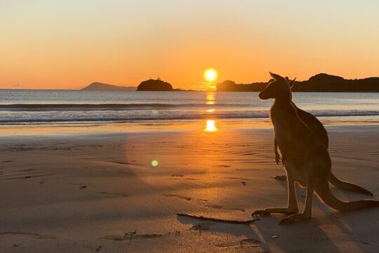 Beach Sunrise with the Wallabies