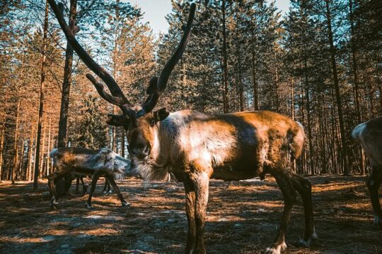Reindeer Farm Summer Experience