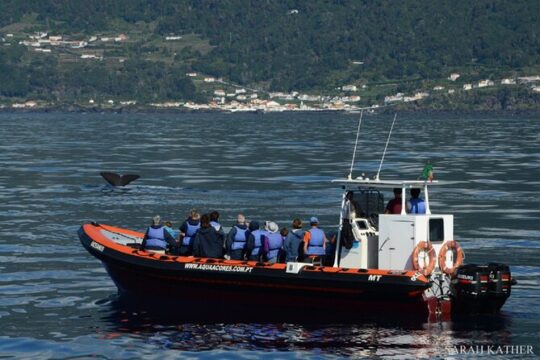 Whale and Dolphin Watching in Pico Island - Half Day