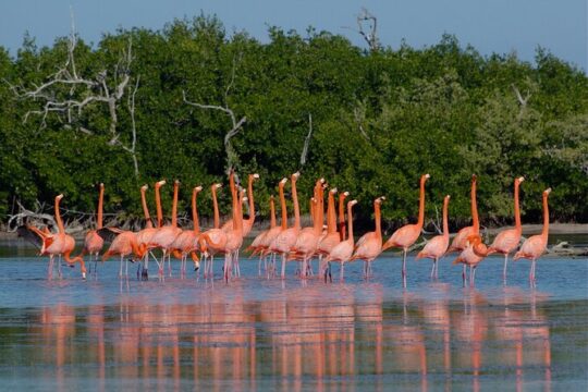 Private Sightseeing Las Coloradas and Ria Lagartos