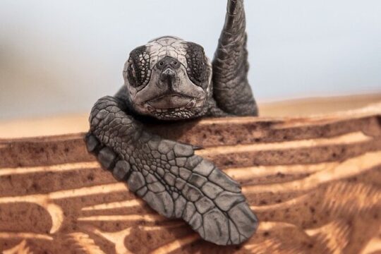 Los Cabos turtle release conservation program