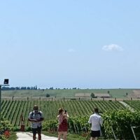 Wine Tasting & Winery Tours