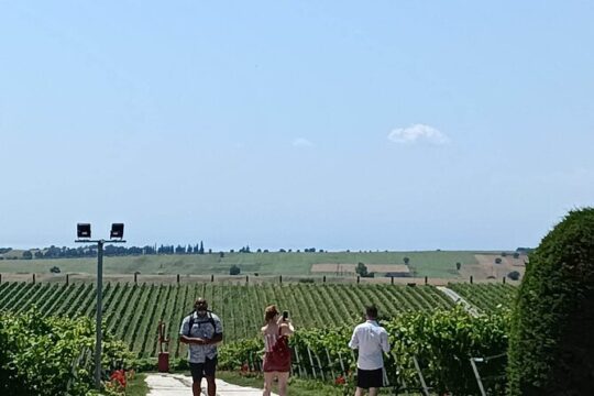 Wine Tasting Experience from Thessaloniki