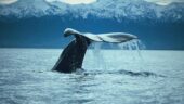 The whales were not in...