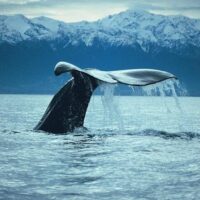 Cruises, Sailing & Water Tours