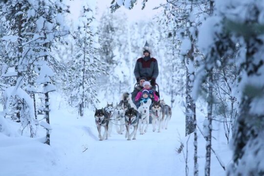 10KM Self Driven Husky Sled Adventure in Rovaniemi