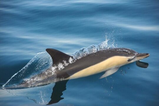 Dolphin watching in Setúbal