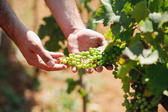 Wine Tasting in Albania – Dedicated Day Tour of Authentic Wines