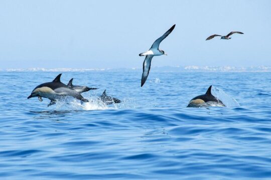 Dolphin Watching and Cave Boat Cruise from Albufeira