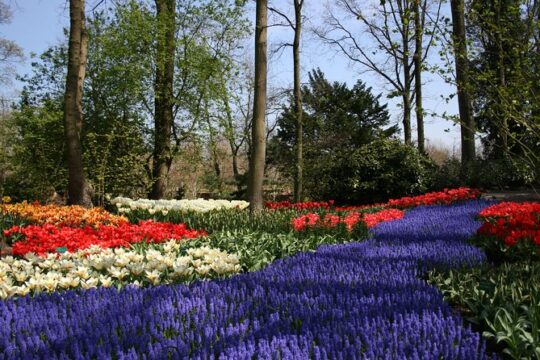 Private day trip to The Keukenhof Gardens and Zaanse Schans