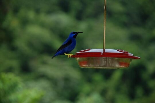 Bird watching and waterfall adventure on the caribbean coast