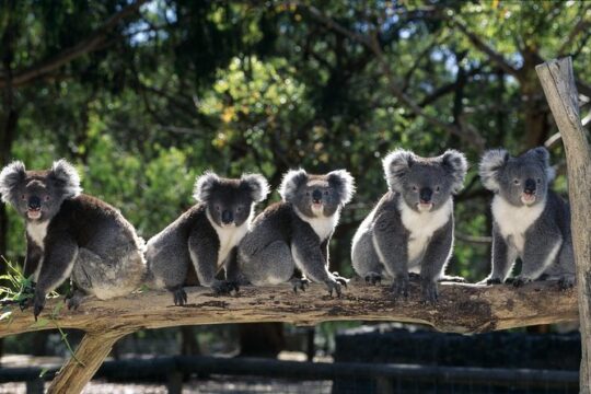 [Private Tour] Healesville Sanctuary Wildlife & Puffing Billy Steam Train