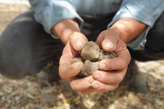 Truffle Hunting, Culinary & Wine Celebration from Heraklion