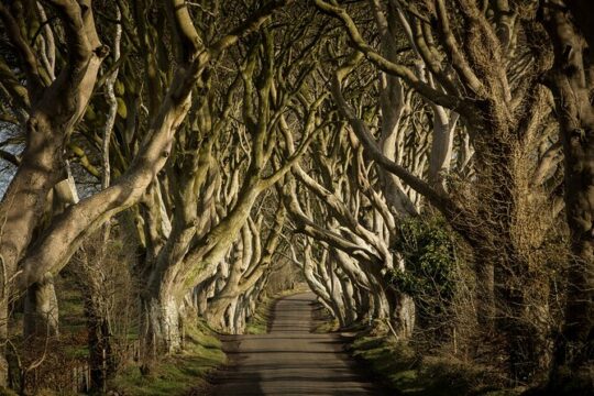 Giants Causeway and Belfast Private Day Tour