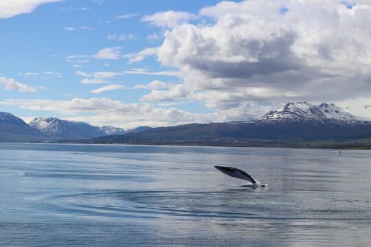 Whale Watching Tour from Akureyri City Central