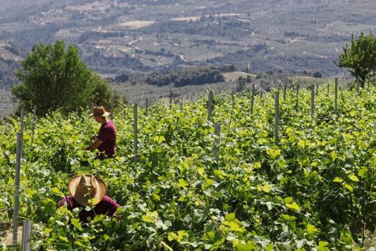 The Best Winery & Tasting Tour in Nemea.Enjoy a unique all day wine tasting tour