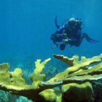 Scuba Diving