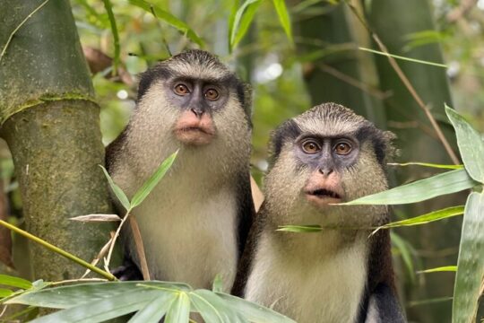 Explorer's Choice: Grenada Private Half Day Island Tour