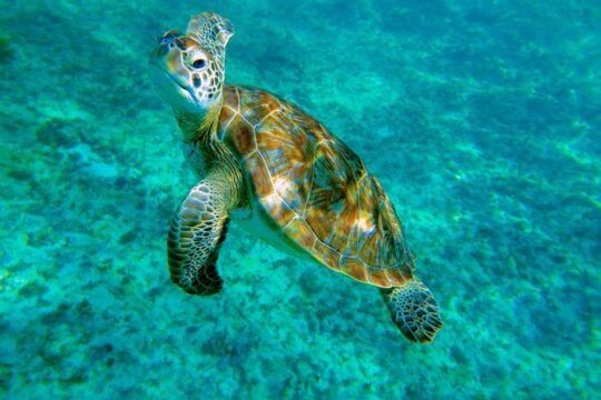 Cenote Turtle and Beach Club Full Day Tour