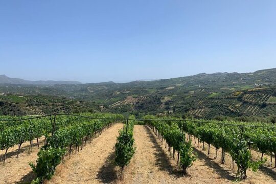 Diamantakis Private Winery Visit and Tasting of 6 Wine Labels