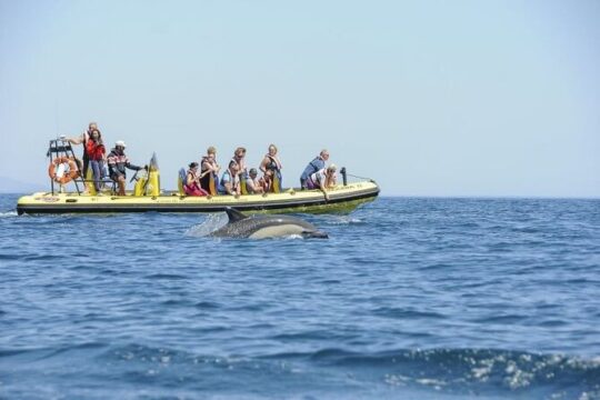 Dreamer Cave and Dolphins Boat Tour with Transport