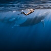 Dolphin & Whale Watching
