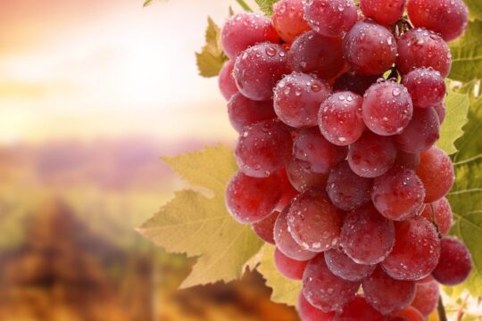 Private tour: Full day Wine tasting Naousa & Ag. Nikolaos