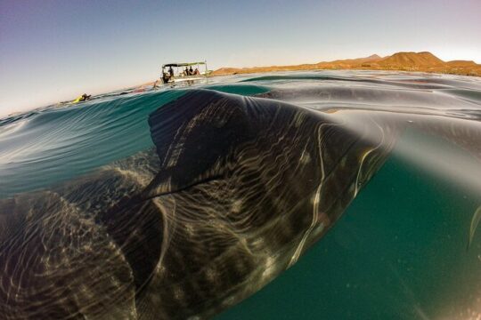 3 Hours La Paz Whale Shark First Class Snorkeling Tour