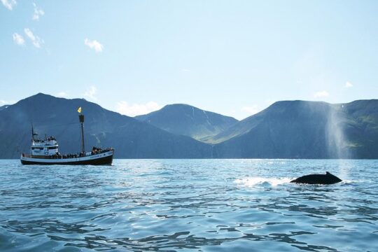 Whale and Puffin Watching around Skjálfandi Bay from Husavik