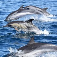 Dolphin & Whale Watching