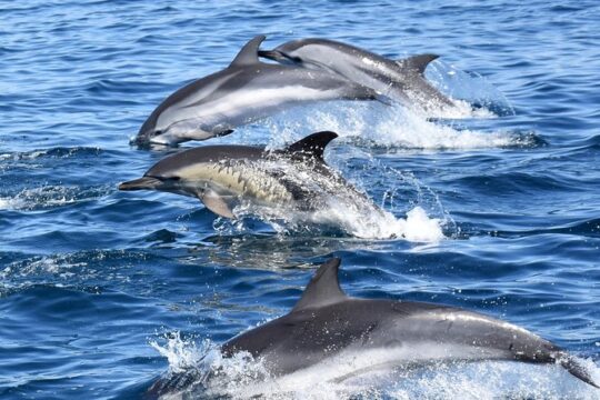 Sealife Sea Safari, Dolphin Watching with Marine Biologist's Lagos