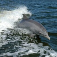 Dolphin & Whale Watching