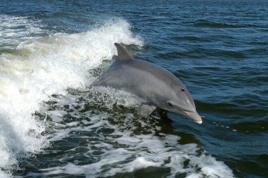 Dolphin Watching + 2 Islands Tour - From Faro