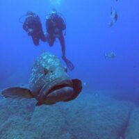 Self-guided Tours & Rentals