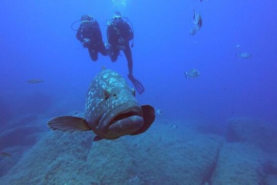 Scuba Diving in La Maddalena and Lavezzi marine protected areas.
